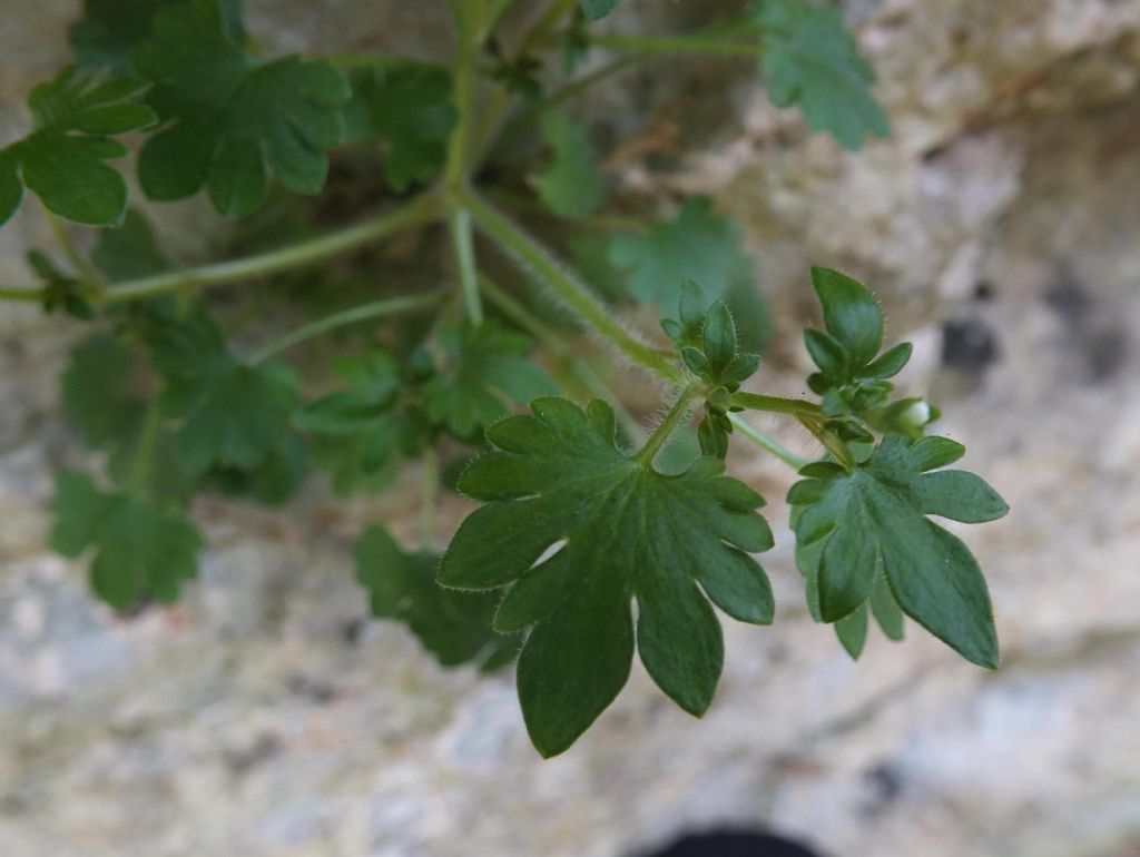 Saxifraga berica / Sassifraga dei Colli Berici